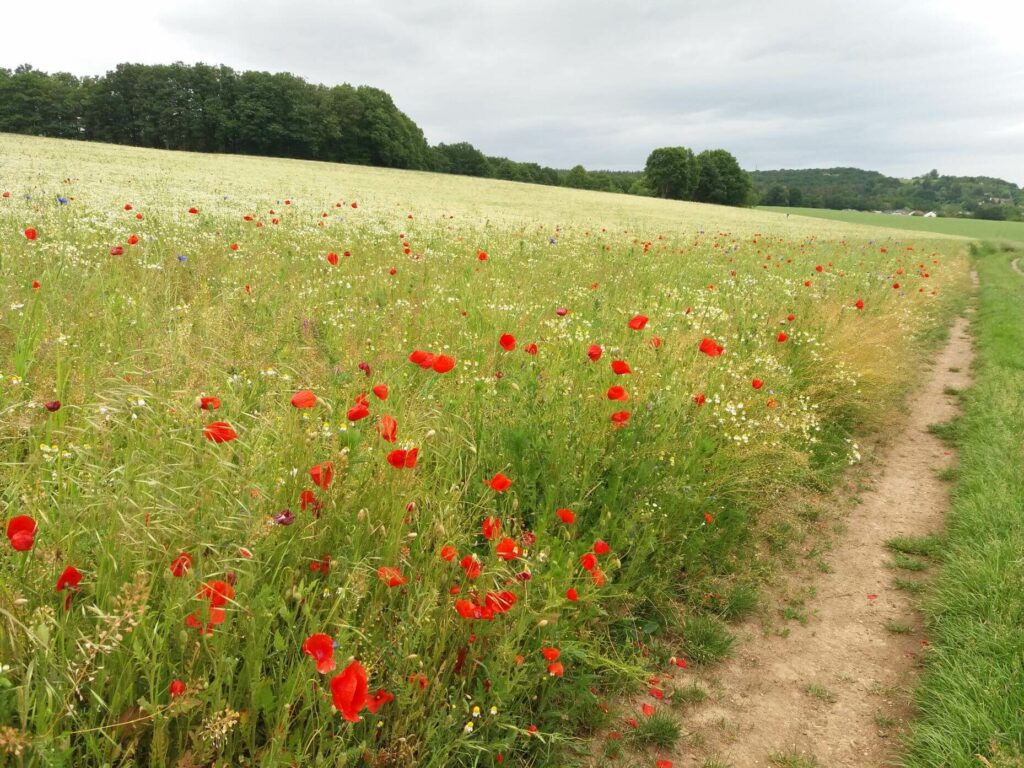 Kommunen für biologische Vielfalt - Praxisbeispiel - Gemeinde Stegaurach - Schaffung einer Stelle für einen Diversitätsbeauftragten1 - Ackerwildkräuter, Mohn, Kornblume