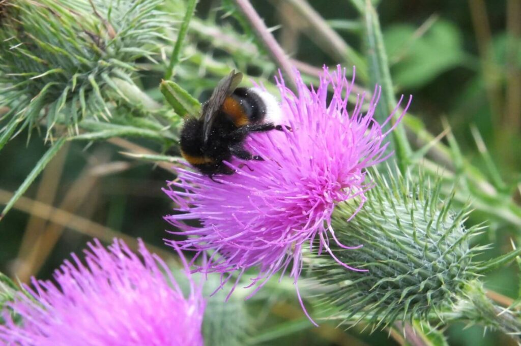 Kommunen für biologische Vielfalt - Praxisbeispiel - Stadt Vreden - Wegerandstreifen1 - Hummel auf Distel