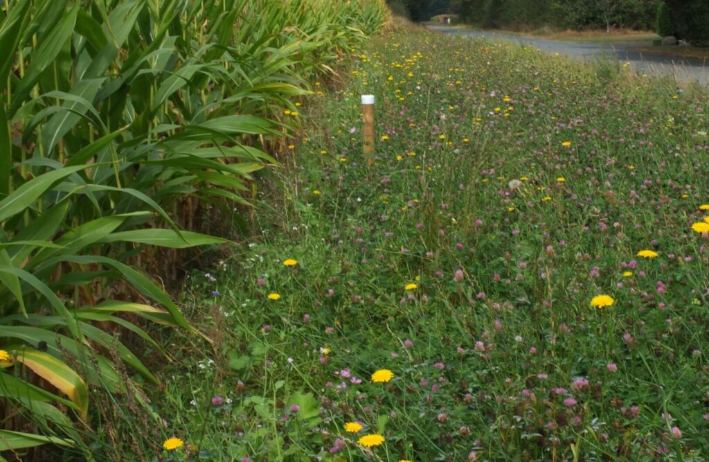 Kommunen für biologische Vielfalt - Praxisbeispiel - Stadt Vreden - Wegerandstreifen2