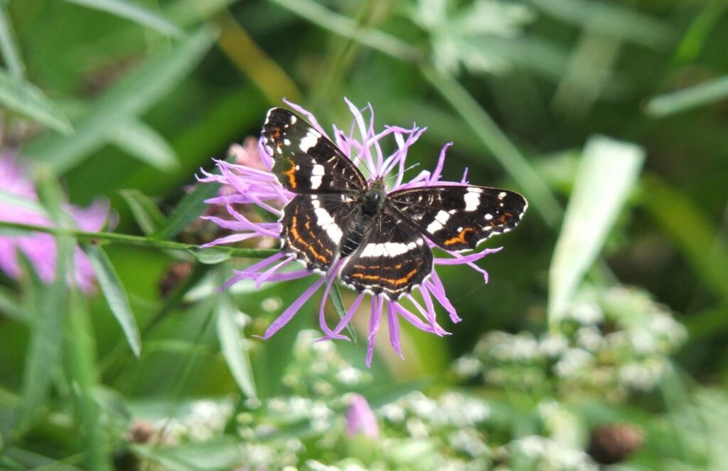 Kommunen für biologische Vielfalt - Praxisbeispiel - Stadt Vreden - Wegerandstreifen3 - Schmetterling