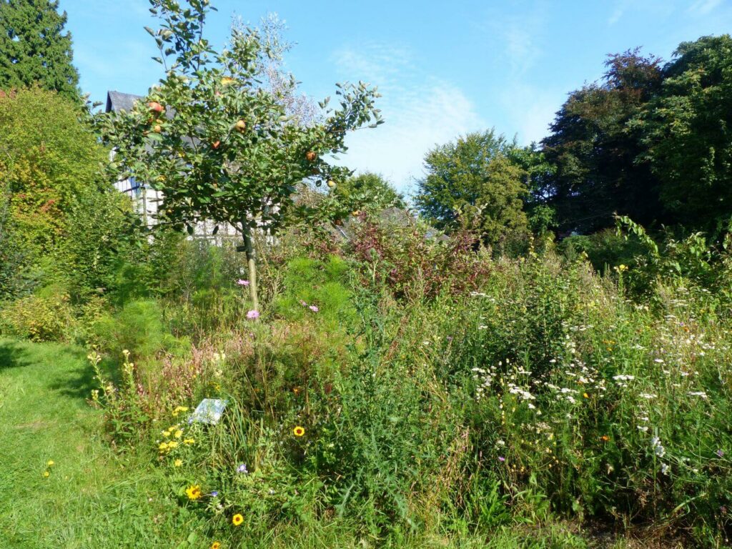 Kommunen für biologische Vielfalt - Praxisbeispiel - Stadt Köln - Bunte Gärten und Balkone - damit Tiere nicht nur Zaungäste bleiben1
