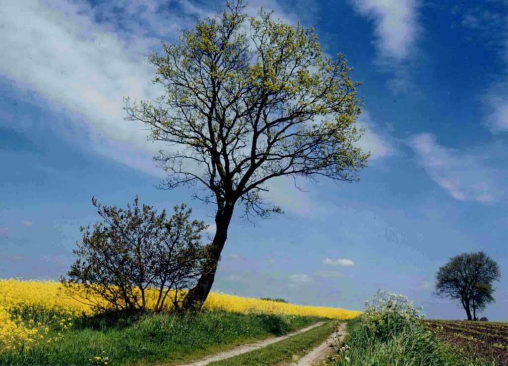 Kommunen für biologische Vielfalt - Mitglied - Gemeinde Schwanewede - Profil4