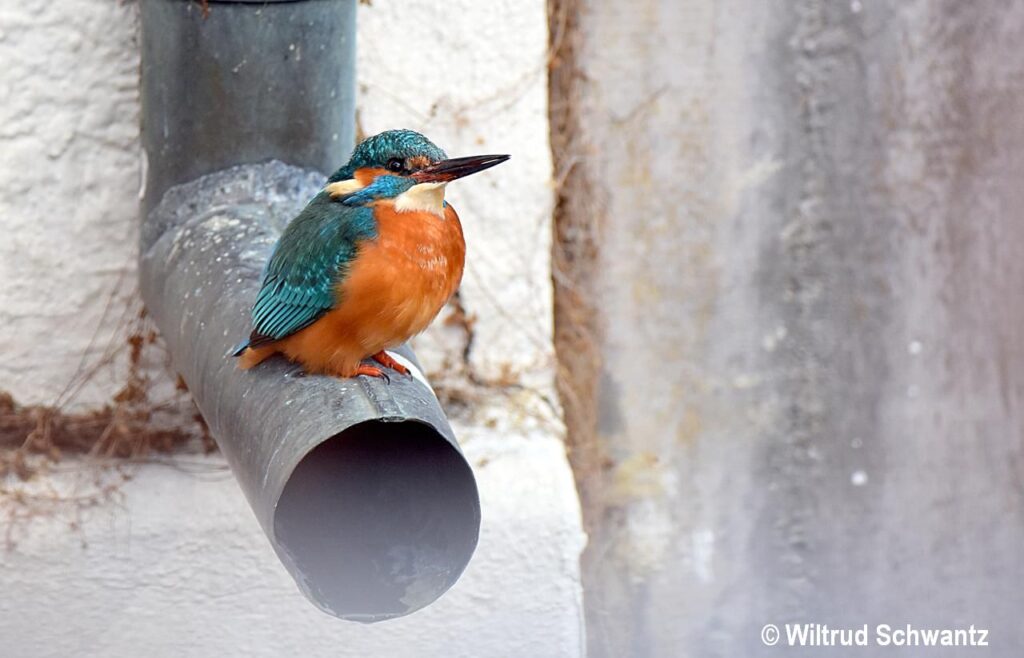 News - WunderWelten - Eisvogel in der Stadt