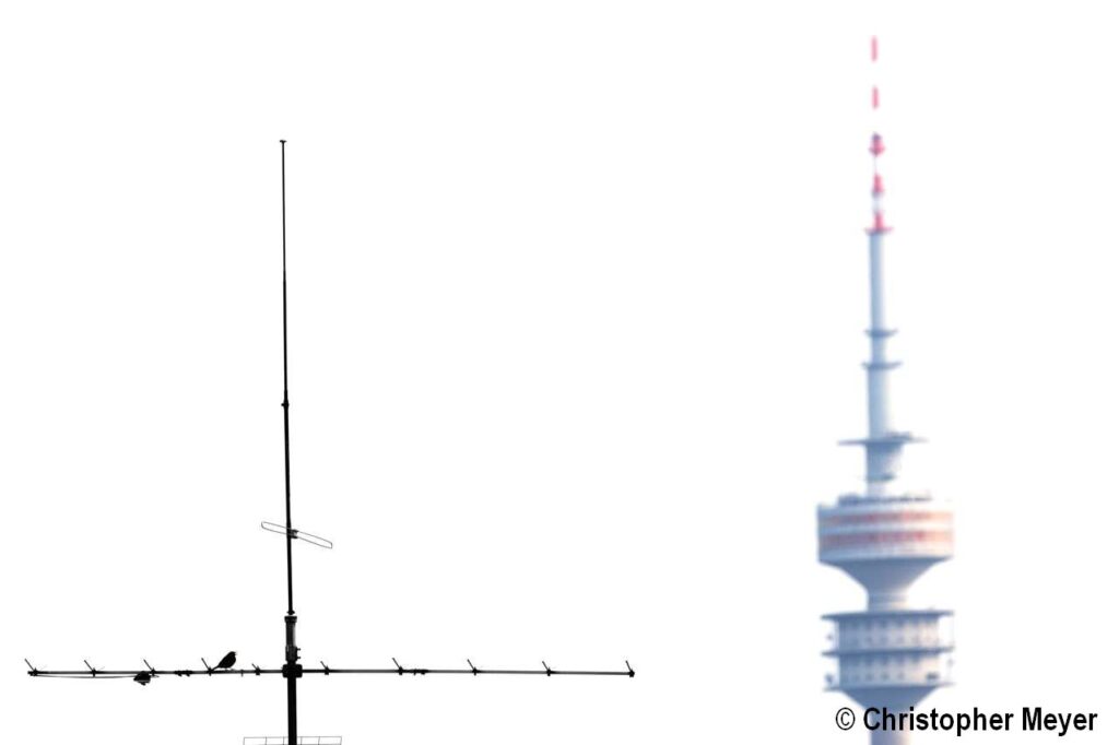 News - WunderWelten - Großsstadtvogel