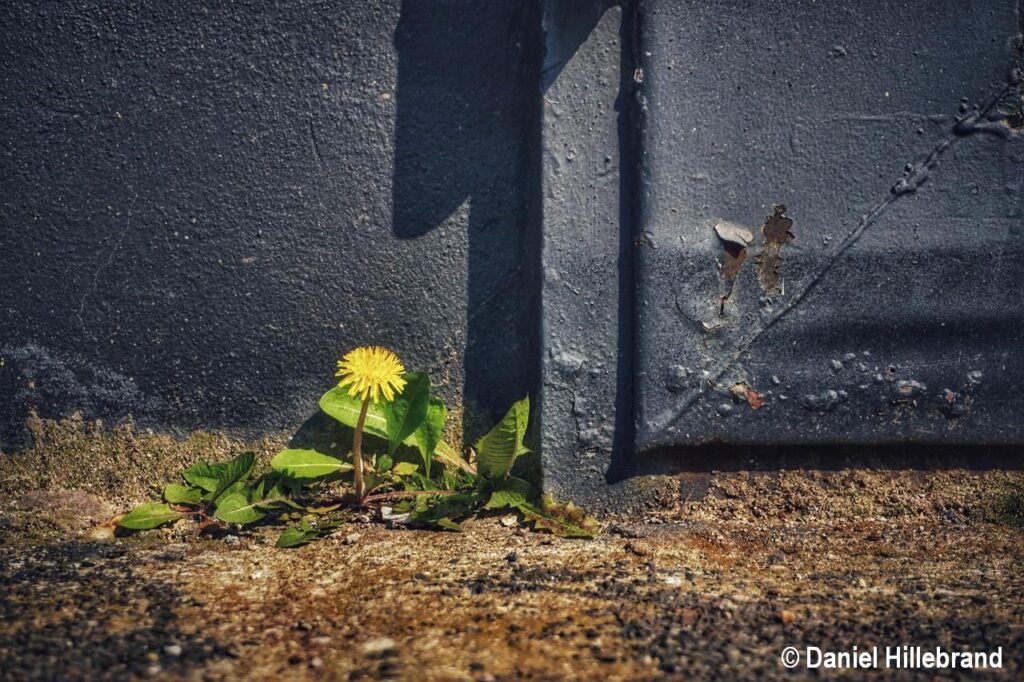 News - WunderWelten - Mauerblümchen