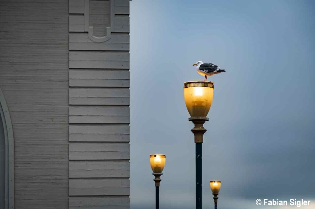News - WunderWelten - Möwe in der Stadt