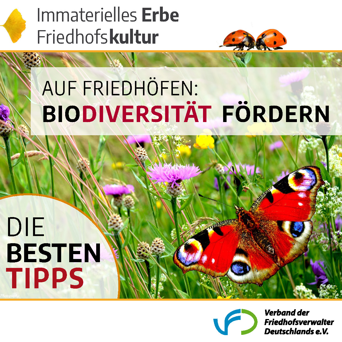 Auf Friedhöfen - Biodiversität fördern