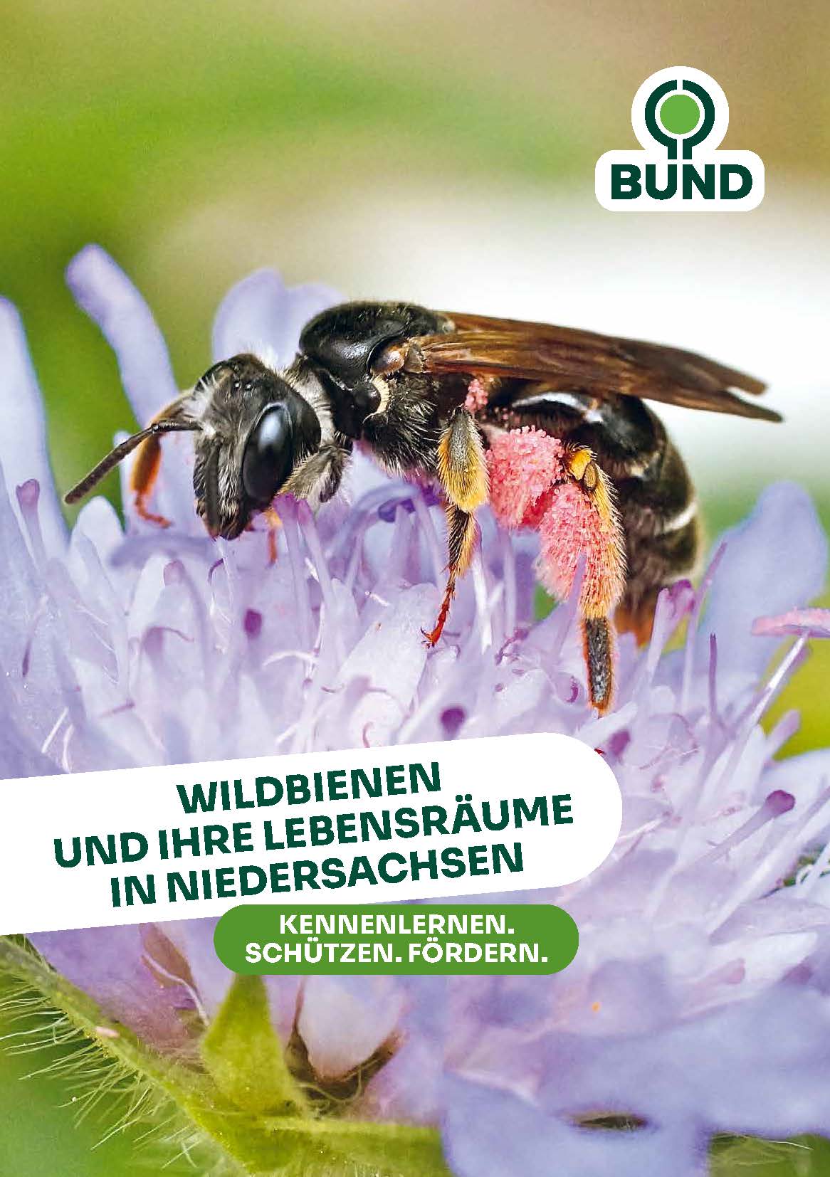 Wildbienen und ihre Lebensräume in Niedersachsen