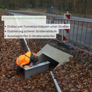 Tiere der Stadt Erdkröte3