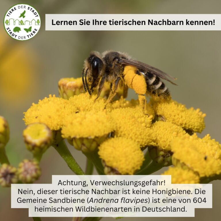 Tiere der Stadt Sandbiene1