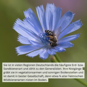 Tiere der Stadt Sandbiene2