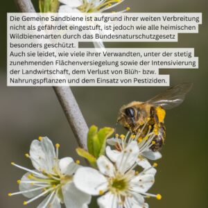 Tiere der Stadt Sandbiene3