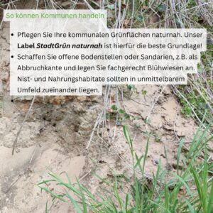 Tiere der Stadt Sandbiene5