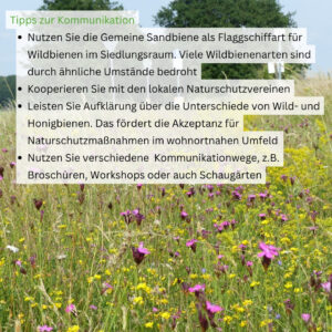 Tiere der Stadt Sandbiene7